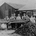 Torao Yoshimura's chili pepper farm - Garden Grove ca. 1920